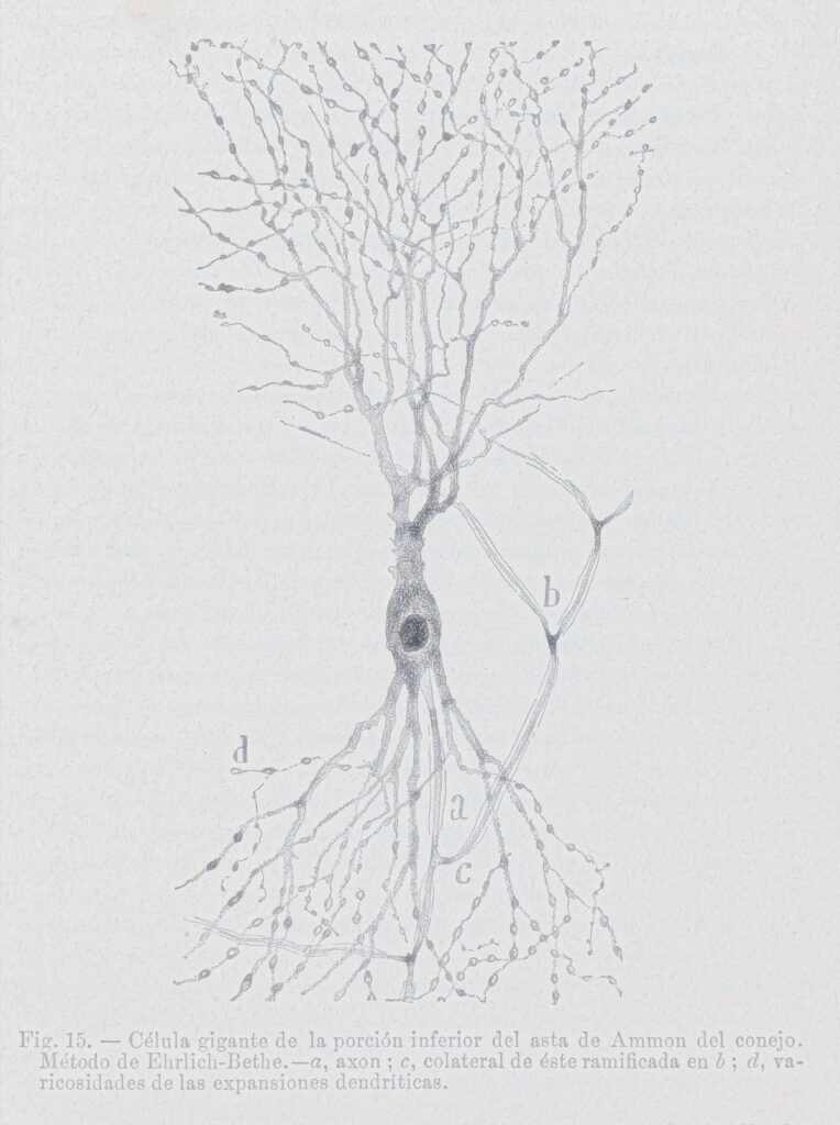 Dibujo en tinta negra de una sola célula nerviosa del cerebro de un conejo: un cuerpo redondo oscuro con largas ramas hacia arriba y hacia abajo y algunas letras de referencia.